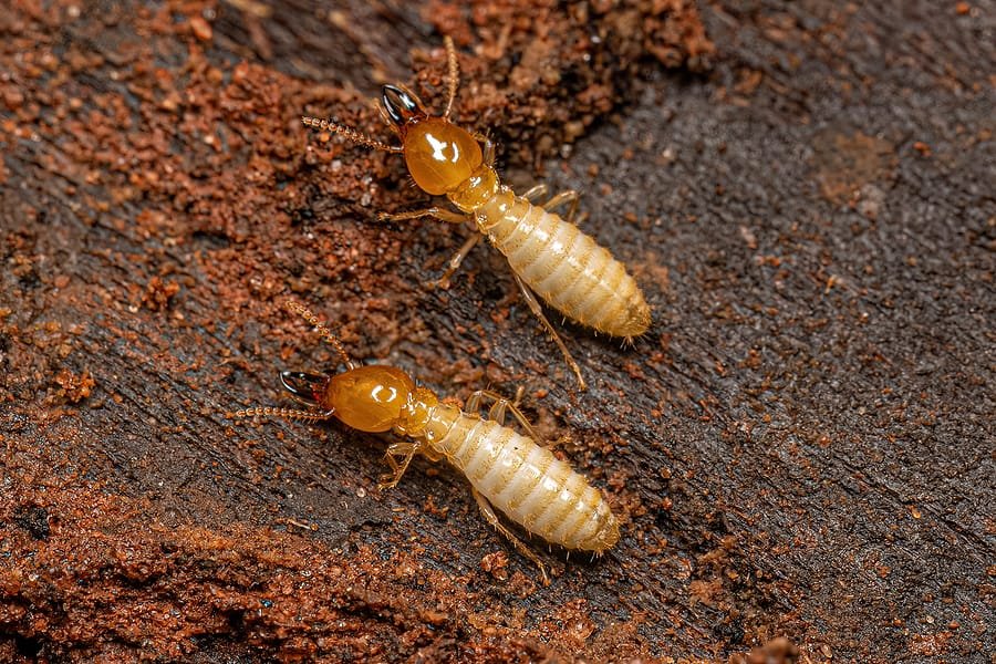 termite control 1