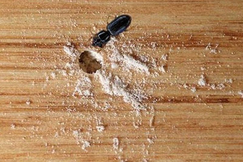 wood borer control in bangalore