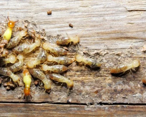 how to prevent and treat termites for new construction min 840x562