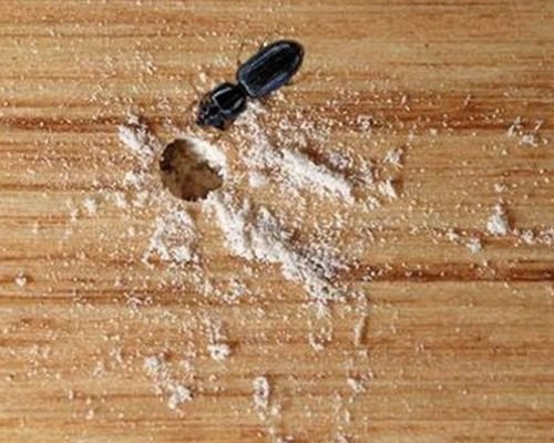 wood borer control in bangalore